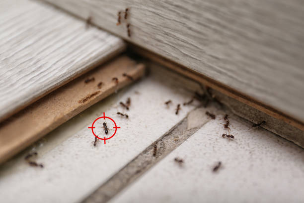 Best Pest Control for Restaurants  in Rockwood, MI