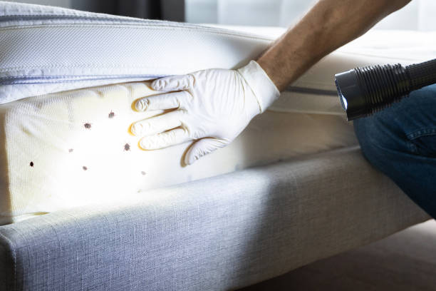 Best Rat Extermination Near Me  in Rockwood, MI