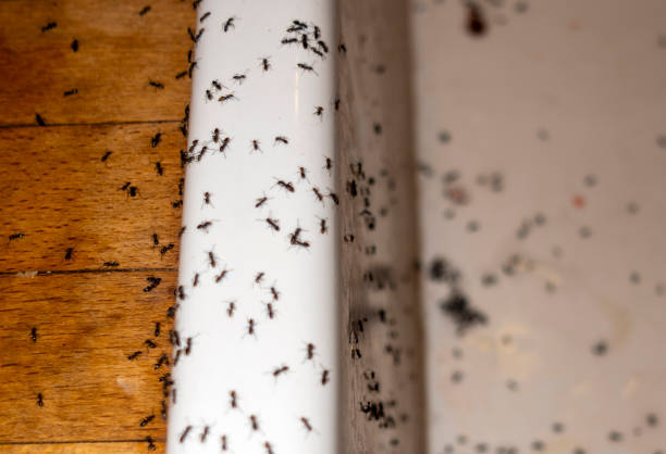 Trusted Rockwood, MI Pest Control Experts
