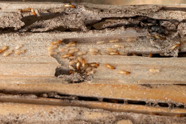 Pest Control for Restaurants in Rockwood, MI