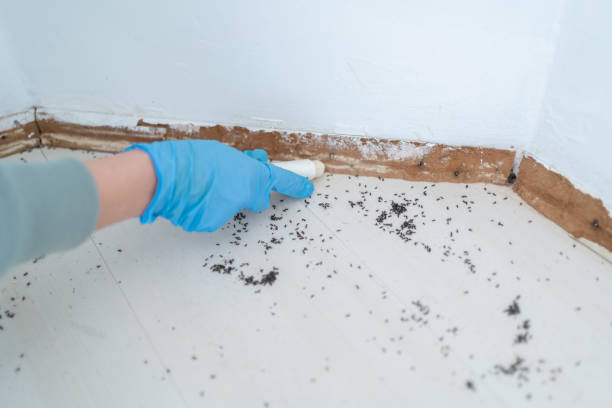 Best Mosquito Control Services  in Rockwood, MI